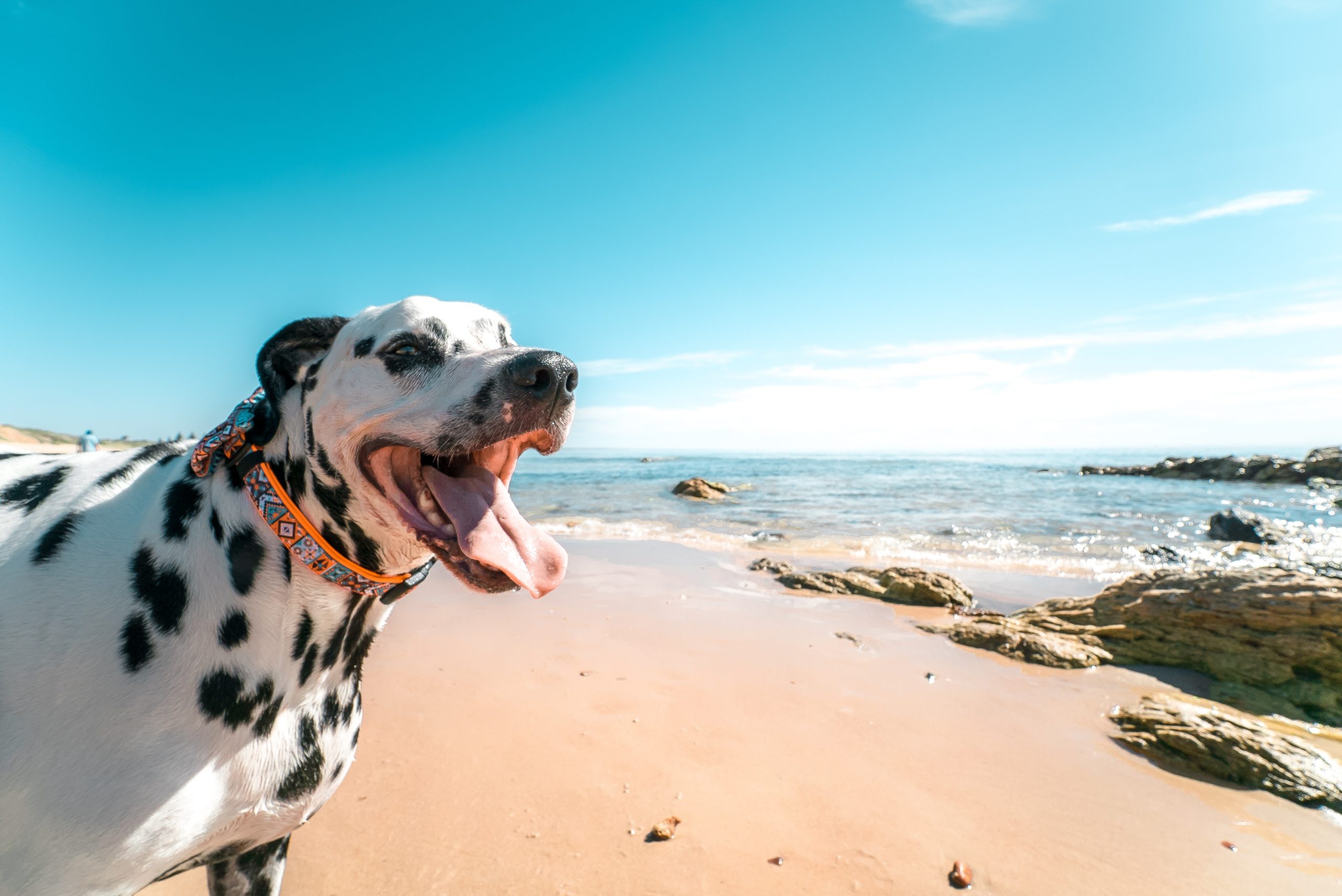 How to Keep Your Dog Cool in Summer Tips and Tricks for a Happy Pup